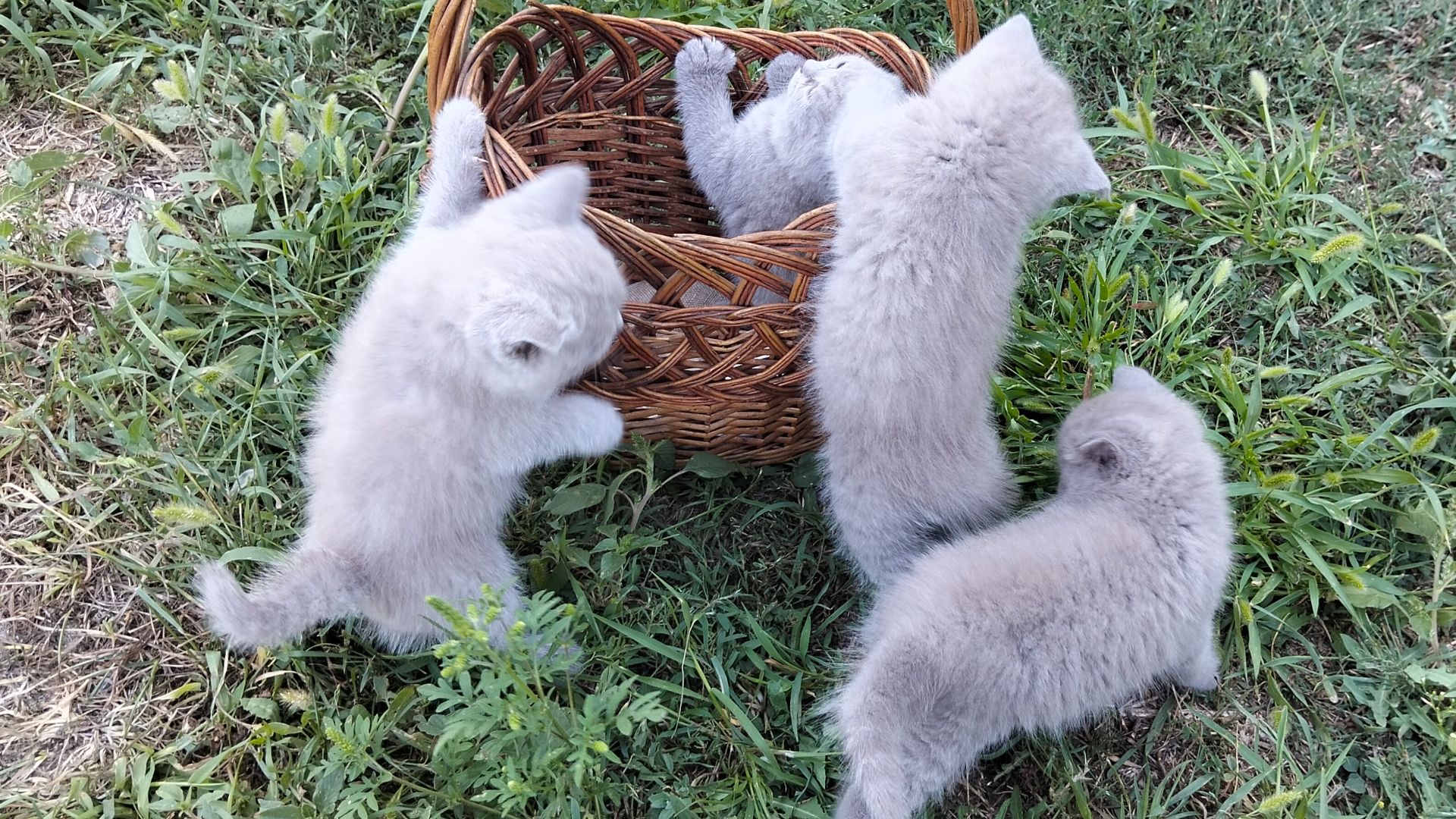Котята шотландские