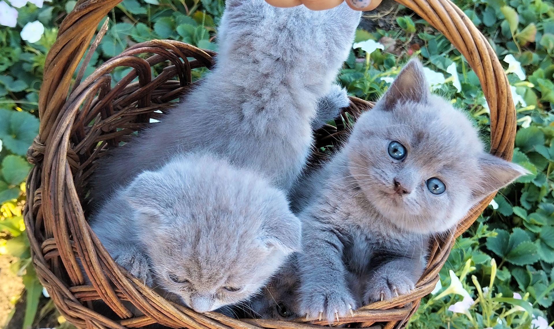 Котята шотландские