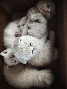 Котята шотландские