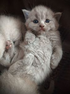 Котята шотландские