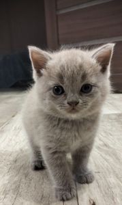 Котята шотландские
