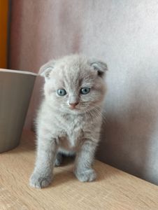 Котята шотландские