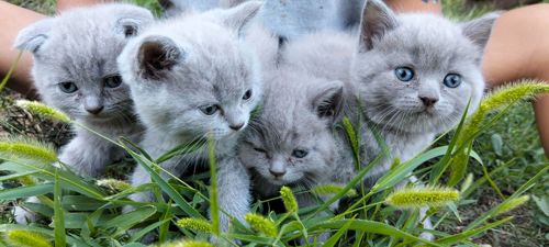 Котята шотландские