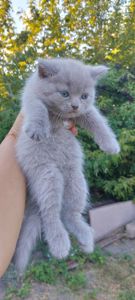 Котята шотландские