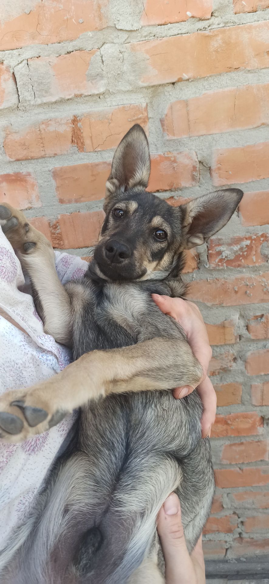 Цуцик з вушками, як у вівчарки