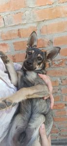 Цуцик з вушками, як у вівчарки