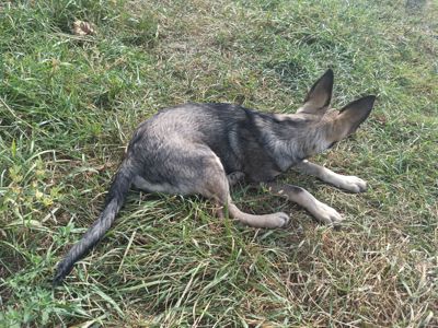 Цуцик з вушками, як у вівчарки