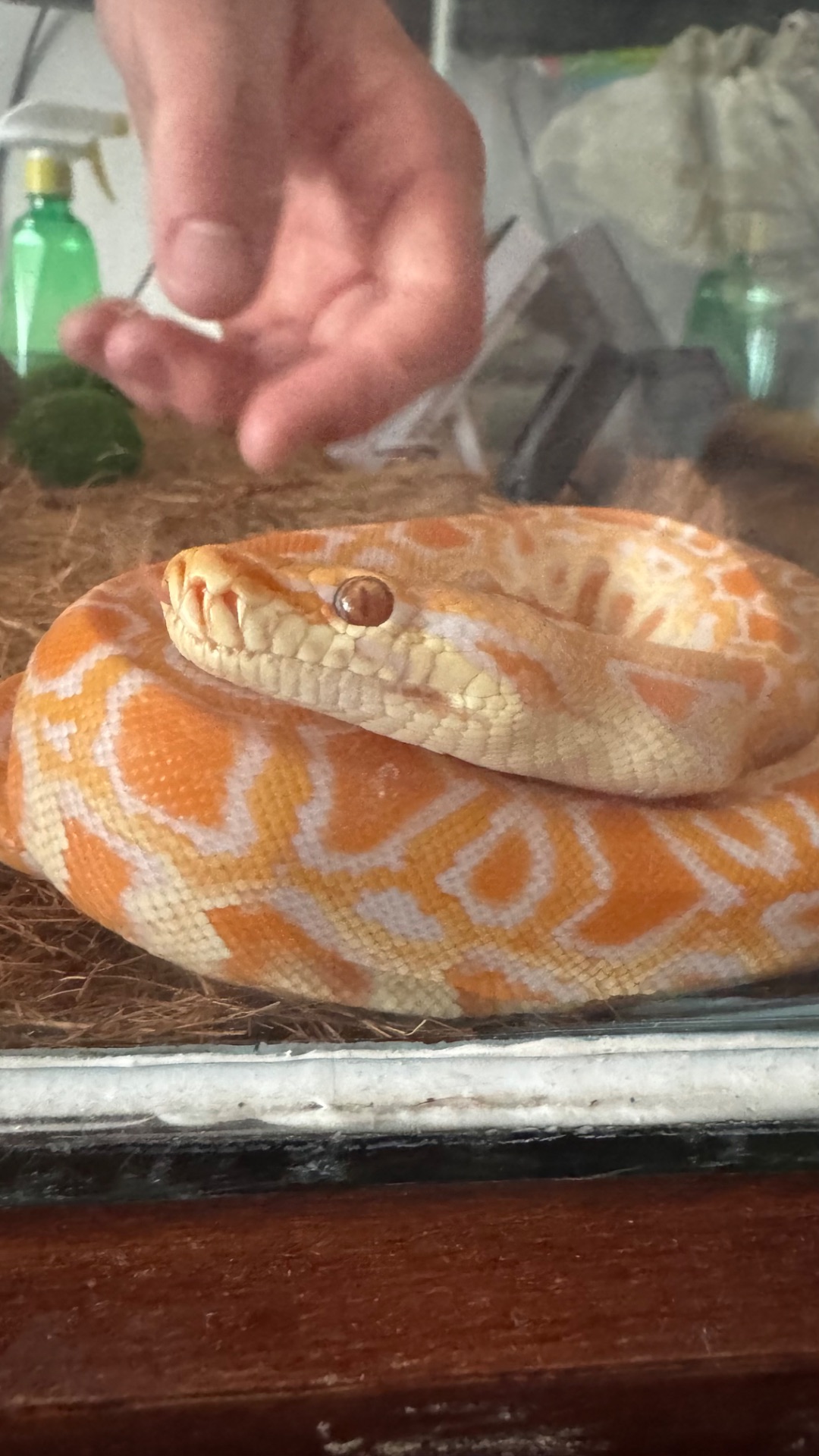 Тигровий питон