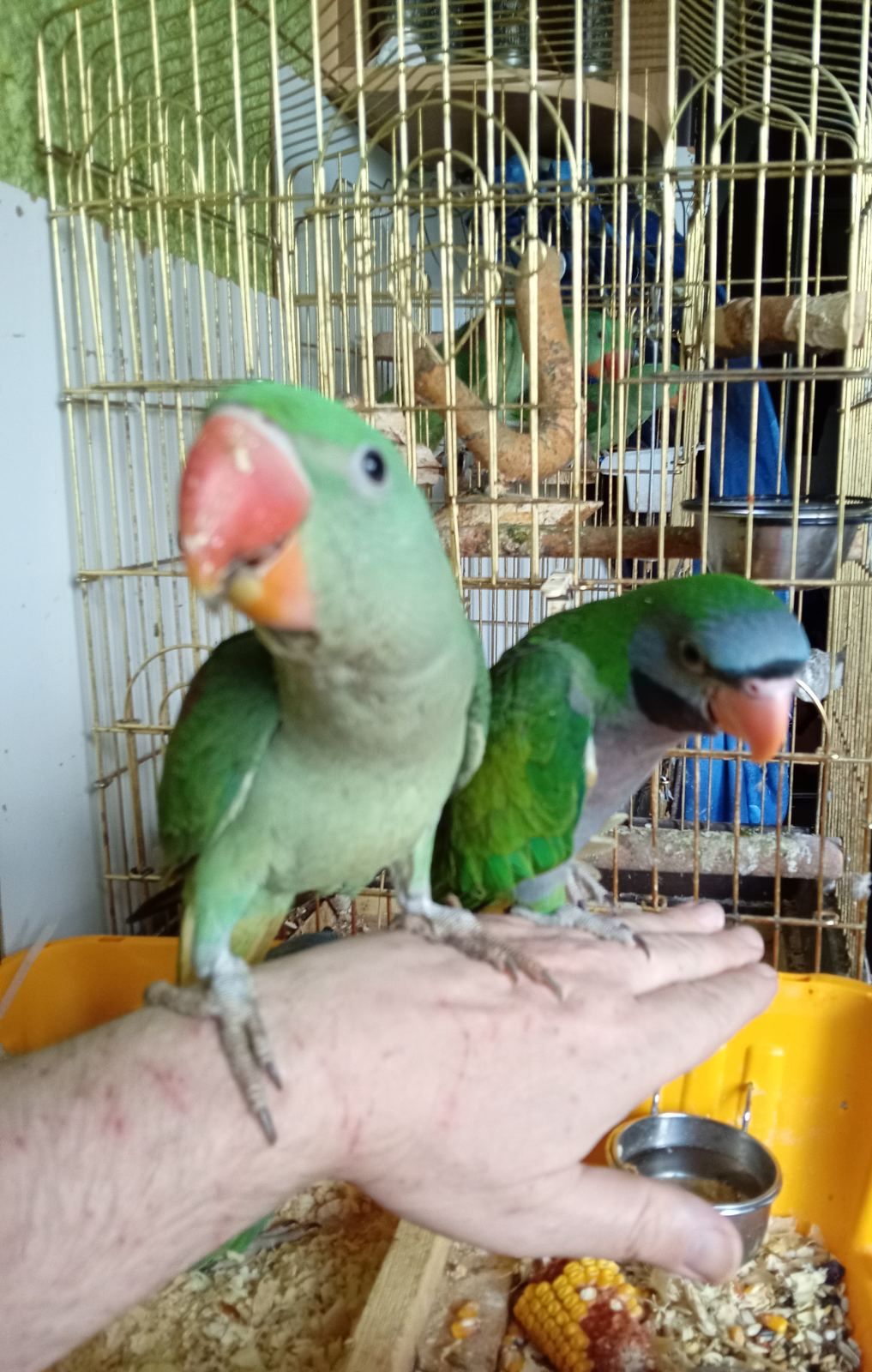 🦜 Александрійські пташенята