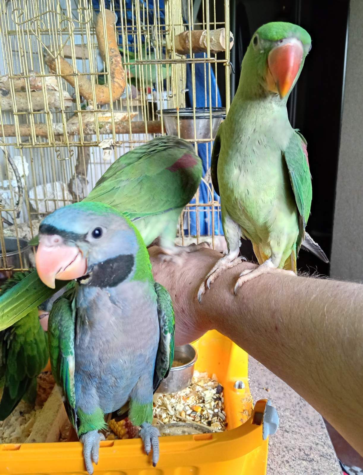 🦜 Александрійські папуги, ручні пташенята