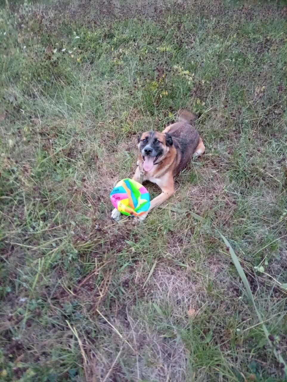 Террі