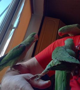 🦜 Александрійські пташенята