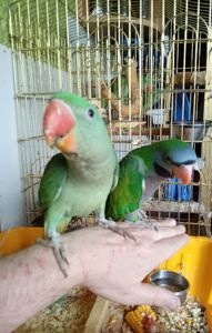 🦜 Александрійські пташенята