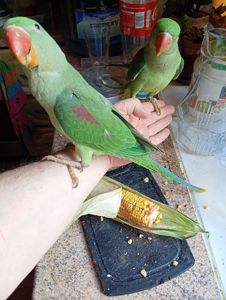 🦜 Александрійські пташенята