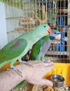 🦜 Александрійські папуги, ручні пташенята