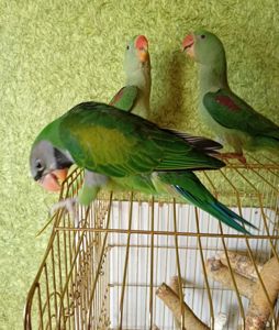 🦜 Александрійські папуги, ручні пташенята