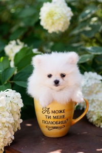 Цуценята шпіців