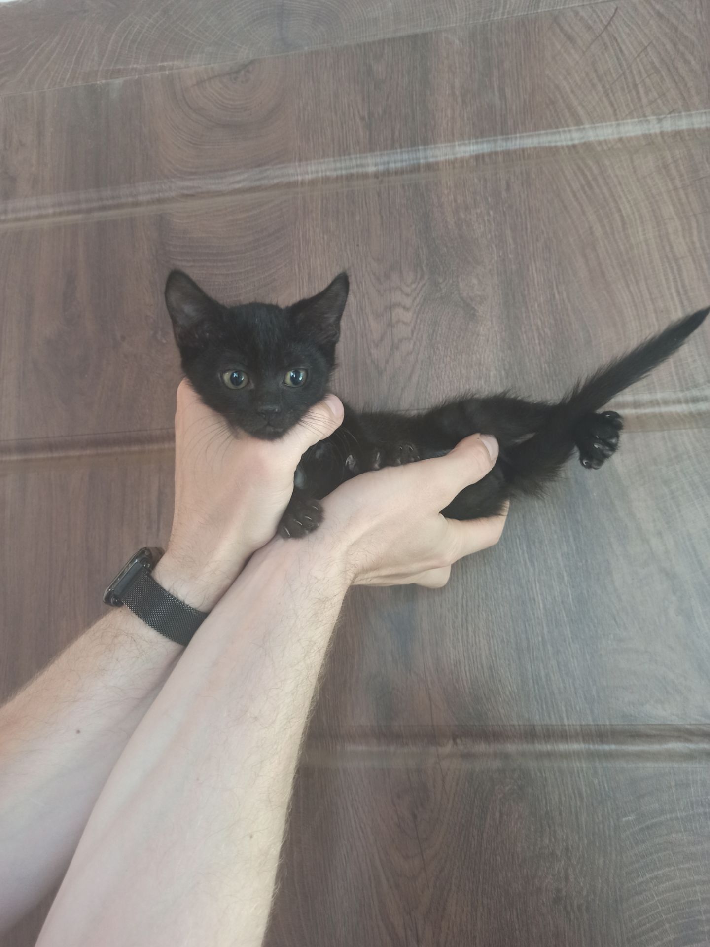 Чорненьке кошеня