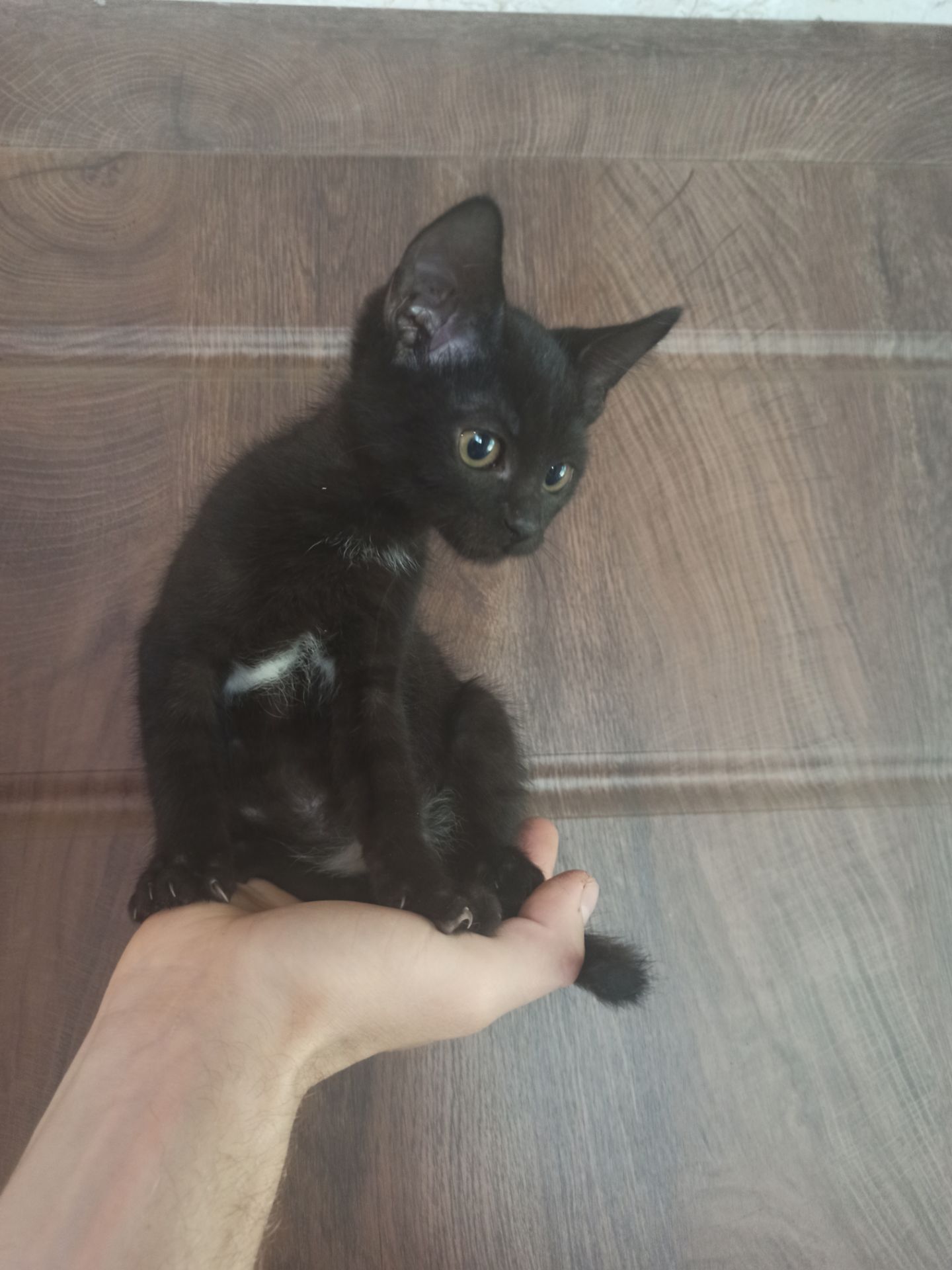 Чорненьке кошеня