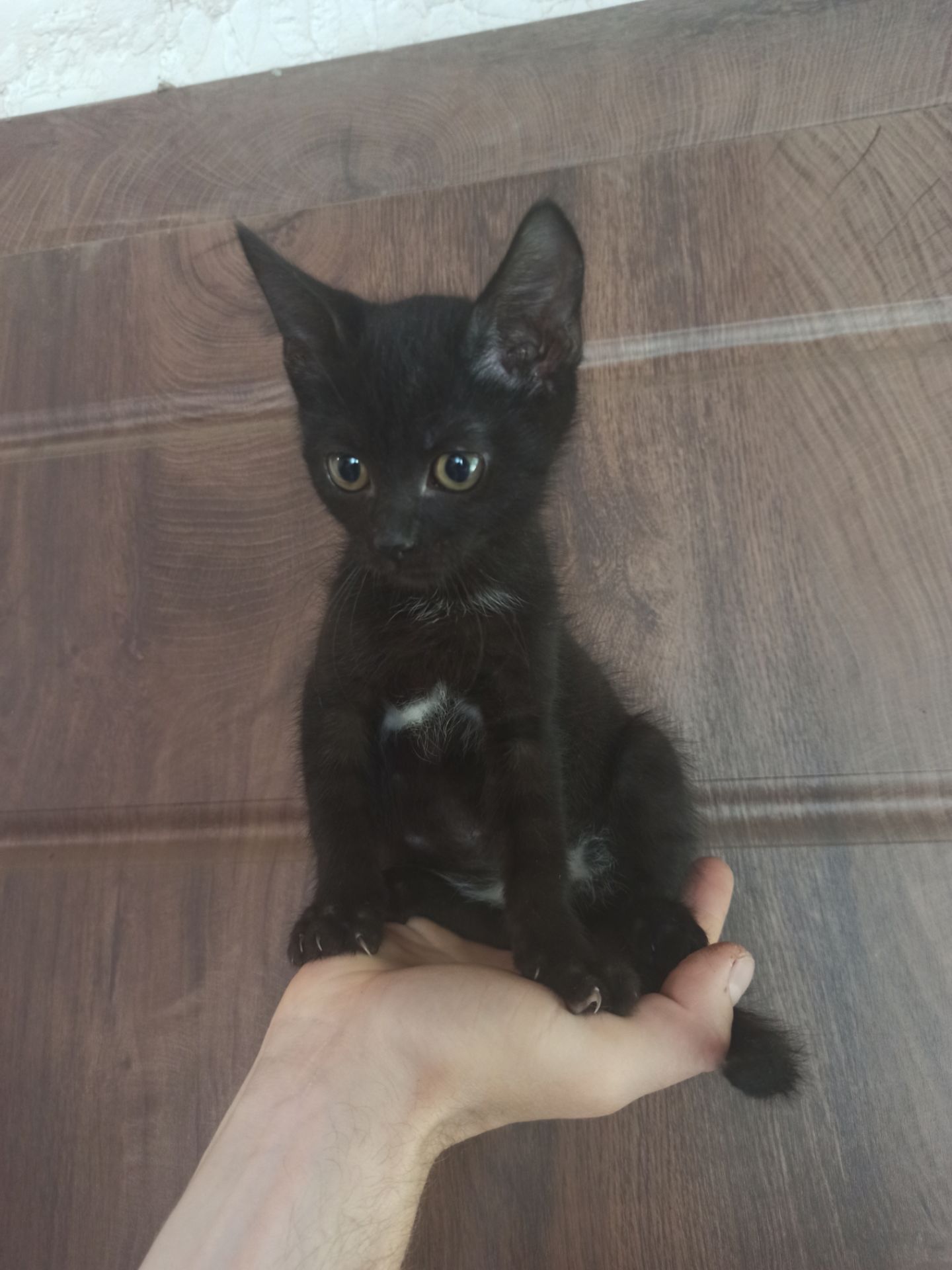 Чорненьке кошеня