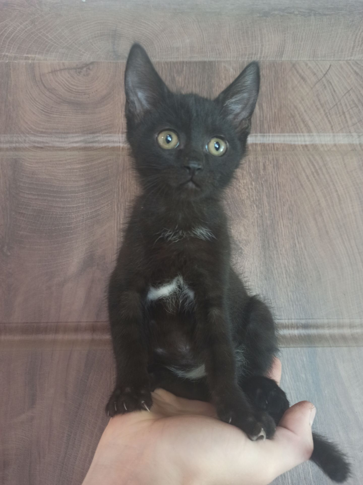 Чорненьке кошеня