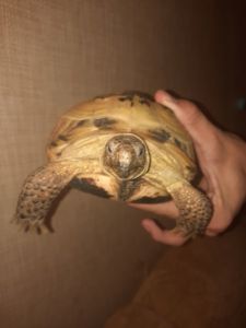 Середземноморська черепаха