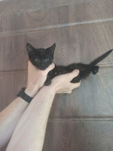 Чорненьке кошеня