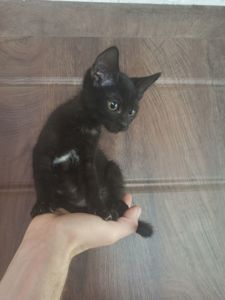 Чорненьке кошеня