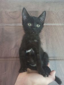 Чорненьке кошеня