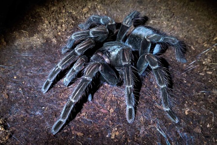 Pamphobeteus nigricolor