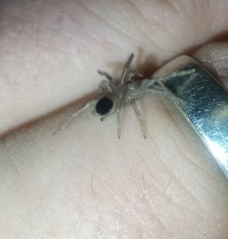 Lasiodora parachybana