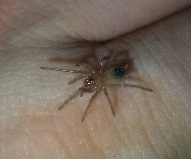 Lasiodora parachybana