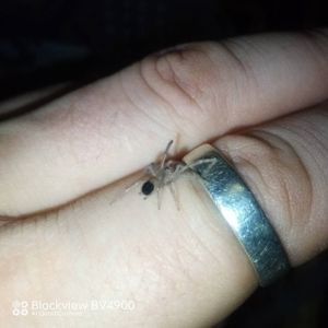 Lasiodora parachybana