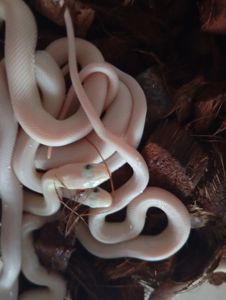 Техаський щурячий полоз ( обсолета) леуцисти, малюки 2025 року
