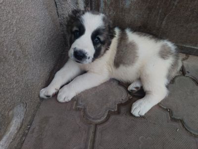 Щенок породы Алабай САО