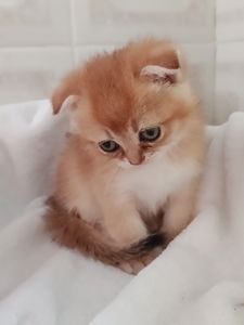 Віслоухий Хлопчик золотий