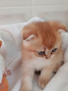 Віслоухий Хлопчик золотий