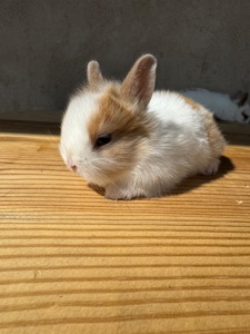 Декоративні кролики