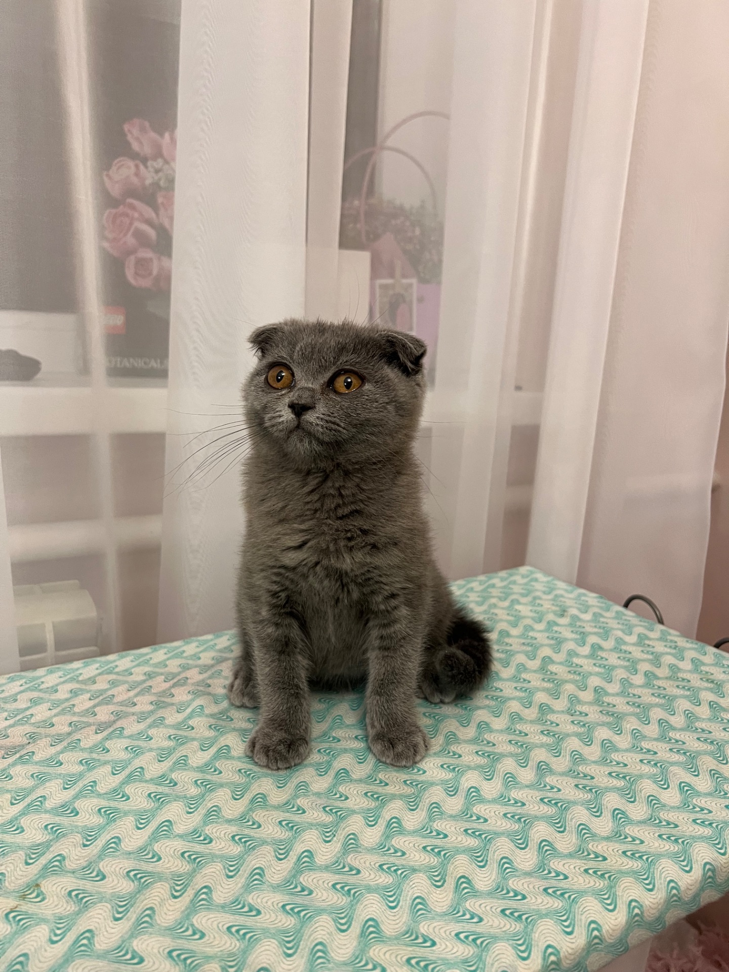 Кошенята скотіш фолд та скотіш страйт