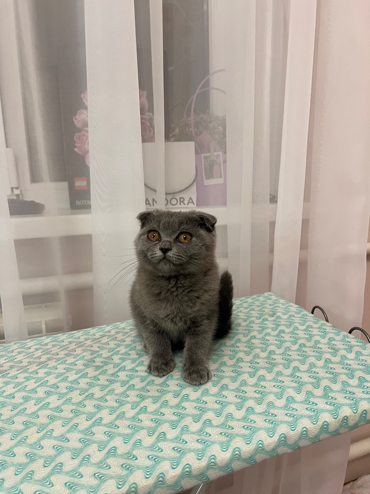 Кошенята скотіш фолд та скотіш страйт