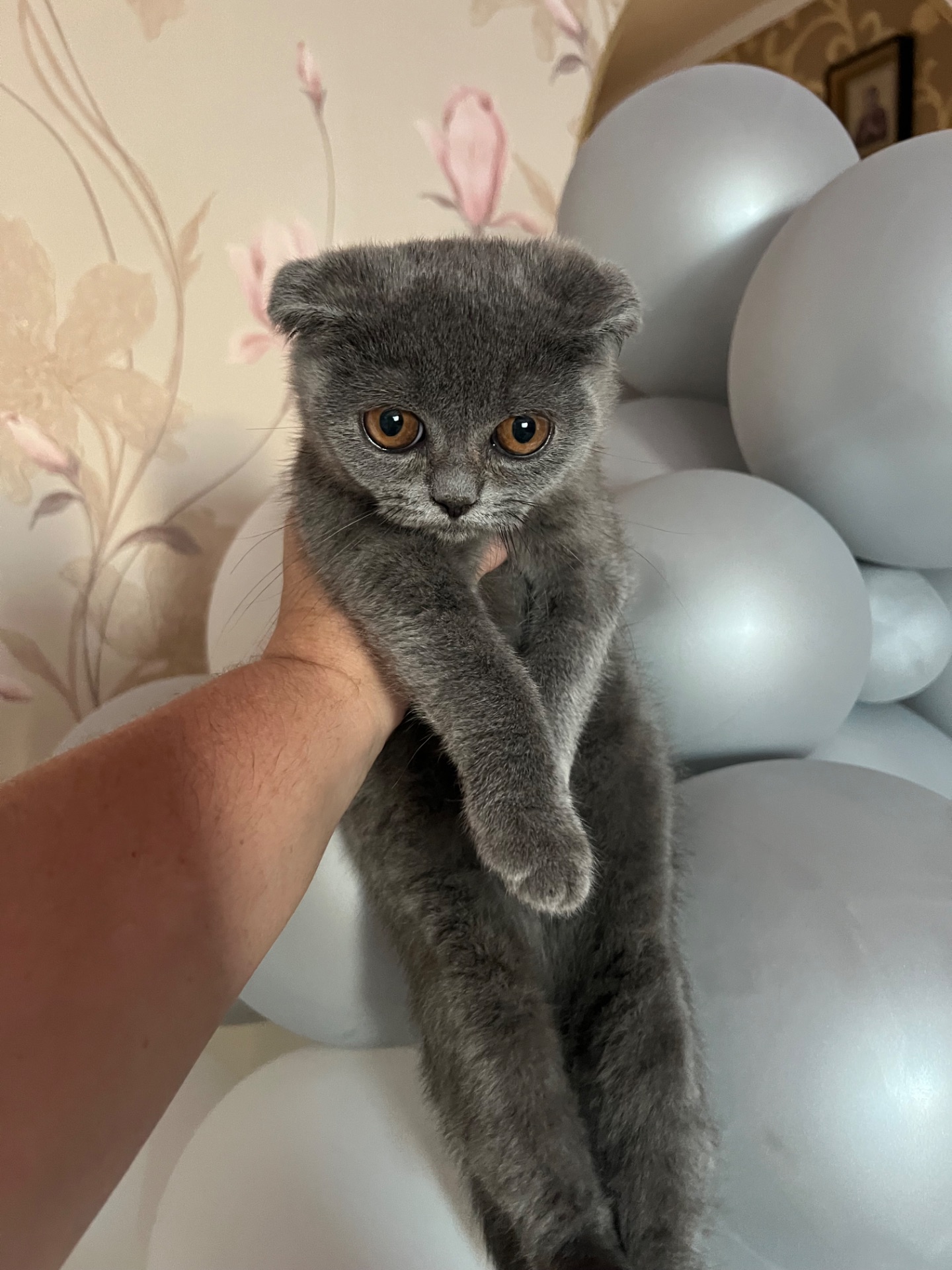 Кошенята скотіш фолд та скотіш страйт
