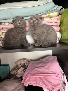 Кошенята скотіш фолд та скотіш страйт