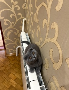 Кошенята скотіш фолд та скотіш страйт