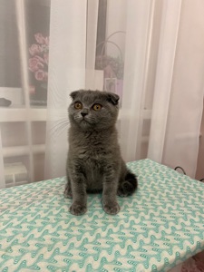 Кошенята скотіш фолд та скотіш страйт