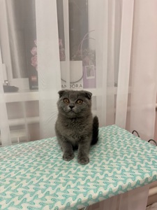 Кошенята скотіш фолд та скотіш страйт