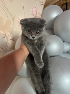 Кошенята скотіш фолд та скотіш страйт