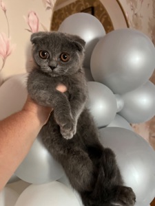 Кошенята скотіш фолд та скотіш страйт