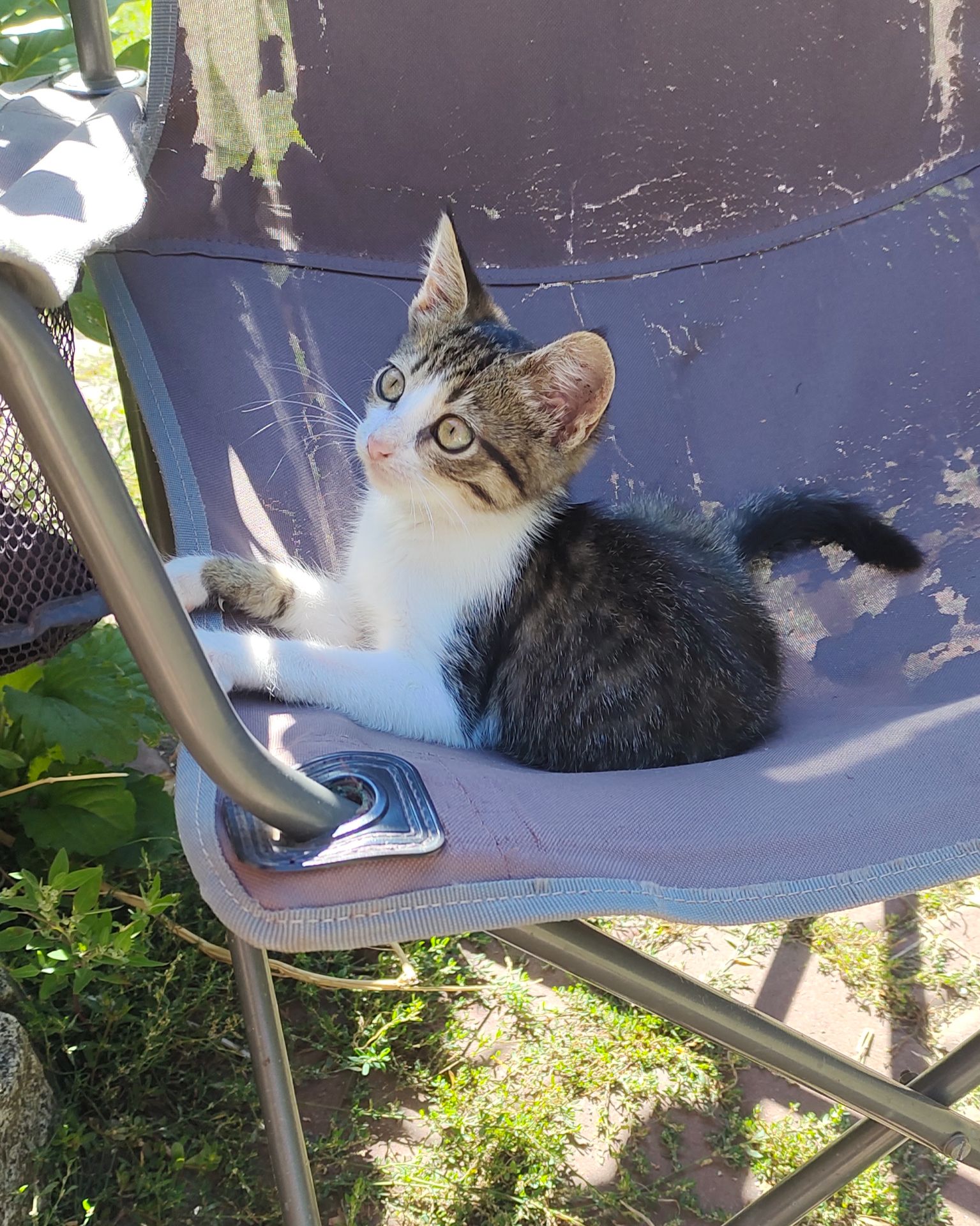 Котенята охайна киця безкоштовно Козятин