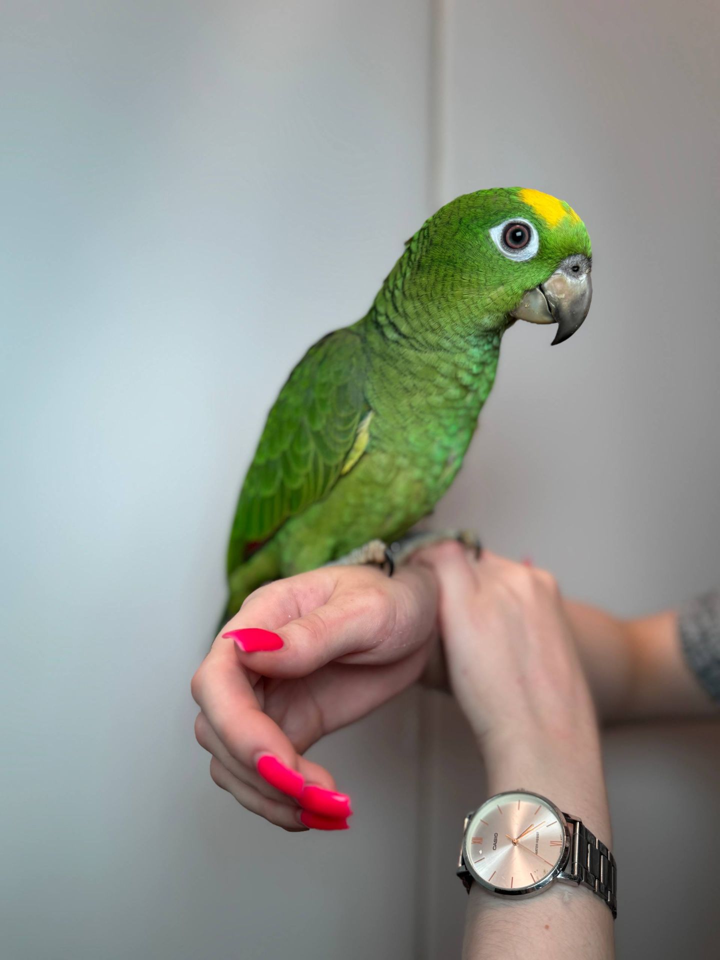 Ручний розмовляючий амазон, жовтолобий амазон, суринамський амазон, розумний папуга, зелений папуга