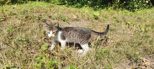 Котенята охайна киця безкоштовно Козятин